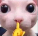 Bingusshuushh