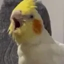 Susbird Discord Emoji