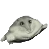 1HampterPain