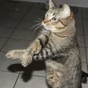 gangnamstyle