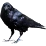 raven