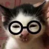 nerd_cat nerd_cat