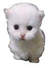 ewpert