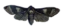 wotlmoth2