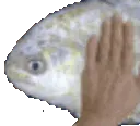 wotlfishpat