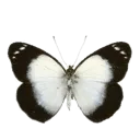 wotlbnwbutterfly