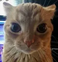 STARE