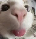 dumbo
