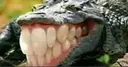 xdddd