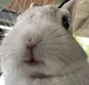 buny
