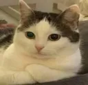 Ts_cat_thinking Ts_cat_thinking