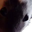 mollystare mollystare