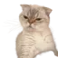 KMangrycat Discord Emoji