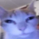 goofycatstare