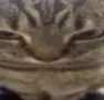 Angarykat