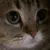 MIAO