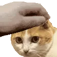 PETTHEGENGIBRE PETTHEGENGIBRE