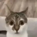 s_usaywhat