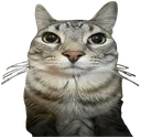 gatostare