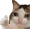 gato_ok gato_ok