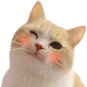 winkcat winkcat