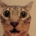 GatoQUE
