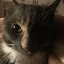 catstare