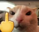 GatoMiddleFinger