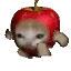 Applecatrun Applecatrun