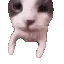 catKISS
