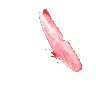pinkbutterfly2