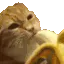 Cateatinbananahehappy Cateatinbananahehappy