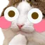 flushedCat
