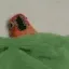 birbSleep