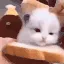 TheCatThatLicksTheBread