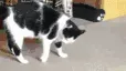 CatDoingSomeWickedMoves