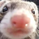 smalfert
