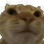 NoNo
