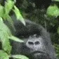 emoteStareGorilla