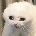 AF_catcry