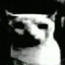 catdespair2