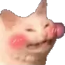 catto catto