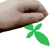 mint_pet