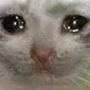 catemotional Discord Emoji