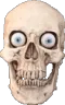 skulled skulled