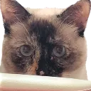 mochistare mochistare