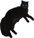 void_the_cat