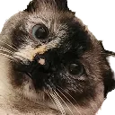 mochihere