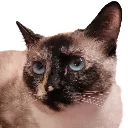 mochidiva