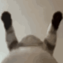 bellycat Discord Emoji